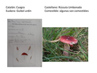 Catalán: Cuagra         Castellano: Rússula Umbonada
Euskera: Guibel urdin   Comestible: algunas son comestibles
 