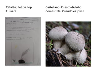 Catalán: Pet de llop   Castellano: Cuesco de lobo
Euskera:               Comestible: Cuando es joven
 