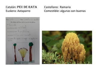 Catalán: peu de rata   Castellano: Ramaria
Euskera: Axtaparro     Comestible: algunas son buenas
 