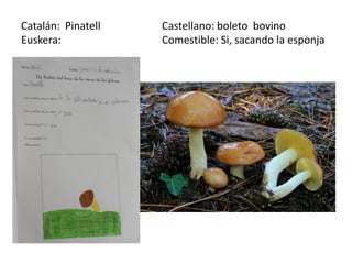 Catalán: Pinatell   Castellano: boleto bovino
Euskera:            Comestible: Si, sacando la esponja
 