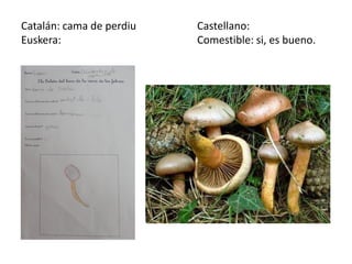 Catalán: cama de perdiu   Castellano:
Euskera:                  Comestible: si, es bueno.
 