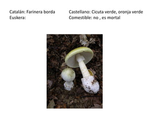 Catalán: Farinera borda   Castellano: Cicuta verde, oronja verde
Euskera:                  Comestible: no , es mortal
 