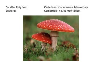 Catalán: Reig bord   Castellano: matamoscas, falsa oronja
Euskera:             Comestible: no, es muy tóxico.
 