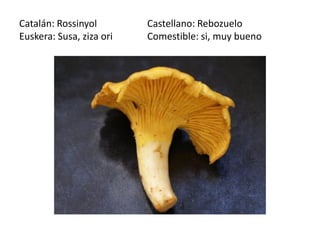 Catalán: Rossinyol        Castellano: Rebozuelo
Euskera: Susa, ziza ori   Comestible: si, muy bueno
 