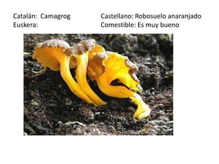 Catalán: Camagrog   Castellano: Robosuelo anaranjado
Euskera:            Comestible: Es muy bueno
 