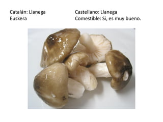 Catalán: Llanega   Castellano: Llanega
Euskera            Comestible: Si, es muy bueno.
 