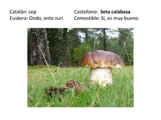 Catalán: cep               Castellano: Seta calabaza
Euskera: Ondo, onto zuri   Comestible: Si, es muy bueno.
 