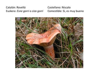 Catalán: Rovelló                   Castellano: Níscalo
Euskera: Esne gorri o ziza gorri   Comestible: Si, es muy bueno
 