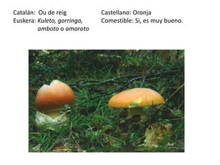 Catalán: Ou de reig          Castellano: Oronja
Euskera: Kuleto, gorringo,   Comestible: Si, es muy bueno.
         amboto o amoroto
 
