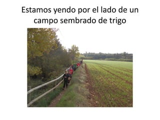 Estamos yendo por el lado de un
   campo sembrado de trigo
 