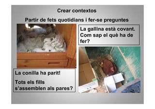 Crear contextos
    Partir de fets quotidians i fer-se preguntes
                           La gallina està covant.
                           Com sap el què ha de
                           fer?




La conilla ha parit!
Tots els fills
s’assemblen als pares?
 