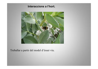Interaccions a l’hort.




Treballar a partir del model d’ésser viu.
 