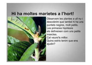 Hi ha moltes marietes a l’hort!
                 Observem les plantes a ull nu i
                 descobrim que també hi ha uns
                 puntets negres, molt petits.
                 Les primeres hipòtesis
                 els defineixen com uns petits
                 insectes.
                 Cal veure’ls millor.
                 Quins estris tenim que ens
                 ajudin?
 