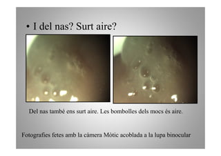 • I del nas? Surt aire?




  Del nas també ens surt aire. Les bombolles dels mocs és aire.


Fotografies fetes amb la càmera Mòtic acoblada a la lupa binocular
 