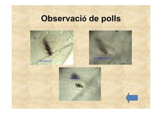 Observació de polls
 