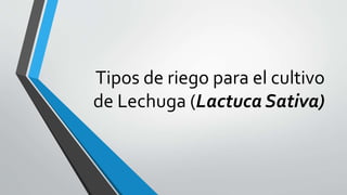 Tipos de riego para el cultivo
de Lechuga (Lactuca Sativa)
 
