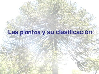 Las  plantas  y su clasificación: 