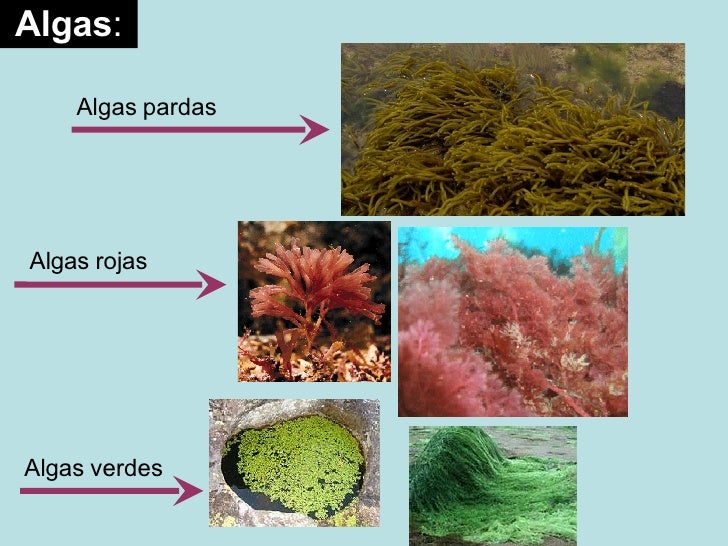 Imagenes De Algas Pardas Verdes Y Rojas | t18 la diversidad de los microorganismos b 183 i 183 o 183 l 183 o 183 g 183 i Imagenes De Algas Pardas Verdes Y Rojas | t18 la diversidad de los microorganismos b 183 i 183 o 183 l 183 o 183 g 183 i