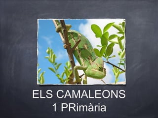 ELS CAMALEONS
   1 PRimària
 