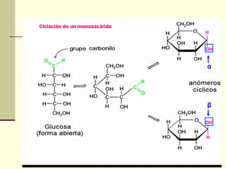 Carbohidratos- quimica biologica