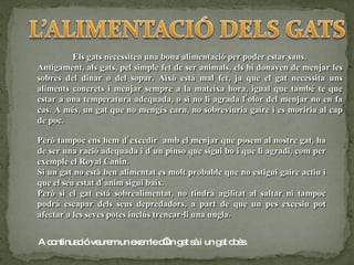 Els gats necessiten una bona alimentació per poder estar sans. Antigament, als gats, pel simple fet de ser animals, els hi donaven de menjar les sobres del dinar o del sopar. Això está mal fet, ja que el gat necessita uns aliments concrets i menjar sempre a la mateixa hora, igual que també te que estar a una temperatura adequada, o si no li agrada l’olor del menjar no en fa cas. A més, un gat que no mengés carn, no sobreviuria gaire i es moriria al cap de poc. Però tampoc ens hem d’excedir  amb el menjar que posem al nostre gat, ha de ser una ració adequada i d’un pinso que sigui bo i que li agradi, com per exemple el Royal Canin. Si un gat no està ben alimentat es molt probable que no estigui gaire actiu i que el seu estat d’anim sigui baix. Però si el gat está sobrealimentat, no tindrà agilitat al saltar ni tampoc podrá escapar dels seus depredadors, a part de que un pes excesiu pot afectar a les seves potes inclús trencar-li una ungla. A continuació veurem un exemle d’un gat sà i un gat obès. 