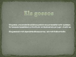 Els gossos, una característica bàsica que tenen es que necessiten sortir a passejar, fer les seves necessitats en un lloc lliure i a més els serveix per jugar i divertir-se. Els gossos són molt dependents dels seus amos, i són molt fidels amb ells. 