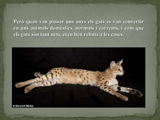 Però quan van passar uns anys els gats es van convertir en uns animals domèstics, normals i corrents, i com que els gats són tant nets, eren ben rebuts a les cases. 