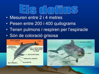 •   Mesuren entre 2 i 4 metres
•   Pesen entre 200 i 400 quilograms
•   Tenen pulmons i respiren per l’espiracle
•   Són de coloració grisosa
 