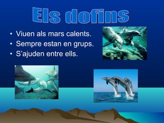 • Viuen als mars calents.
• Sempre estan en grups.
• S’ajuden entre ells.
 