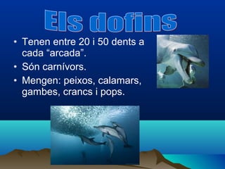 • Tenen entre 20 i 50 dents a
  cada “arcada”.
• Són carnívors.
• Mengen: peixos, calamars,
  gambes, crancs i pops.
 