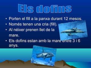 • Porten el fill a la panxa durant 12 mesos.
• Només tenen una cria (fill).
• Al néixer prenen llet de la
  mare.
• Els dofins estan amb la mare entre 3 i 6
  anys.
 