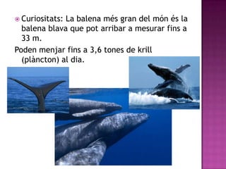  Curiositats:La balena més gran del món és la
  balena blava que pot arribar a mesurar fins a
  33 m.
Poden menjar fins a 3,6 tones de krill
  (plàncton) al dia.
 