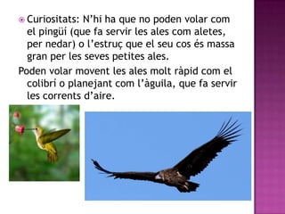  Curiositats: N’hi ha que no poden volar com
  el pingüí (que fa servir les ales com aletes,
  per nedar) o l’estruç que el seu cos és massa
  gran per les seves petites ales.
Poden volar movent les ales molt ràpid com el
  colibrí o planejant com l’àguila, que fa servir
  les corrents d’aire.
 