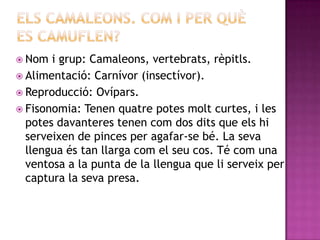  Nom  i grup: Camaleons, vertebrats, rèpitls.
 Alimentació: Carnívor (insectívor).
 Reproducció: Ovípars.
 Fisonomia: Tenen quatre potes molt curtes, i les
  potes davanteres tenen com dos dits que els hi
  serveixen de pinces per agafar-se bé. La seva
  llengua és tan llarga com el seu cos. Té com una
  ventosa a la punta de la llengua que li serveix per
  captura la seva presa.
 
