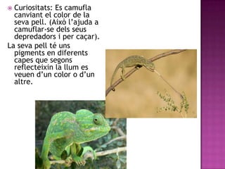  Curiositats: Es camufla
  canviant el color de la
  seva pell. (Això l’ajuda a
  camuflar-se dels seus
  depredadors i per caçar).
La seva pell té uns
  pigments en diferents
  capes que segons
  reflecteixin la llum es
  veuen d’un color o d’un
  altre.
 