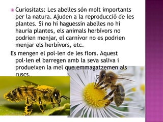  Curiositats: Les abelles són molt importants
  per la natura. Ajuden a la reproducció de les
  plantes. Si no hi haguessin abelles no hi
  hauria plantes, els animals herbívors no
  podrien menjar, el carnívor no es podrien
  menjar els herbívors, etc.
Es mengen el pol·len de les flors. Aquest
  pol·len el barregen amb la seva saliva i
  produeixen la mel que emmagatzemen als
  ruscs.
 