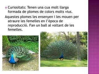  Curiositats:Tenen una cua molt llarga
 formada de plomes de colors molts vius.
Aquestes plomes les ensenyen i les mouen per
 atraure les femelles en l’època de
 reproducció. Fan un ball al voltant de les
 femelles.
 