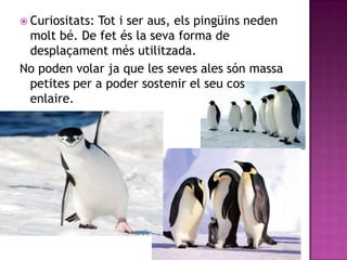  Curiositats:
             Tot i ser aus, els pingüins neden
 molt bé. De fet és la seva forma de
 desplaçament més utilitzada.
No poden volar ja que les seves ales són massa
 petites per a poder sostenir el seu cos
 enlaire.
 