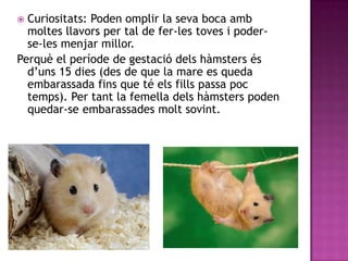  Curiositats: Poden omplir la seva boca amb
  moltes llavors per tal de fer-les toves i poder-
  se-les menjar millor.
Perquè el període de gestació dels hàmsters és
  d’uns 15 dies (des de que la mare es queda
  embarassada fins que té els fills passa poc
  temps). Per tant la femella dels hàmsters poden
  quedar-se embarassades molt sovint.
 