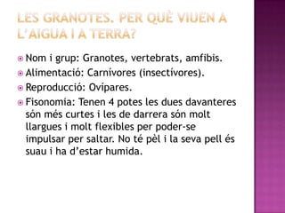  Nom   i grup: Granotes, vertebrats, amfibis.
 Alimentació: Carnívores (insectívores).
 Reproducció: Ovípares.
 Fisonomia: Tenen 4 potes les dues davanteres
  són més curtes i les de darrera són molt
  llargues i molt flexibles per poder-se
  impulsar per saltar. No té pèl i la seva pell és
  suau i ha d’estar humida.
 