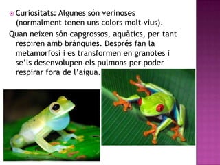  Curiositats:Algunes són verinoses
 (normalment tenen uns colors molt vius).
Quan neixen són capgrossos, aquàtics, per tant
 respiren amb brànquies. Després fan la
 metamorfosi i es transformen en granotes i
 se’ls desenvolupen els pulmons per poder
 respirar fora de l’aigua.
 