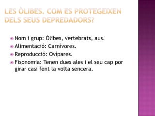  Nom   i grup: Òlibes, vertebrats, aus.
 Alimentació: Carnívores.
 Reproducció: Ovípares.
 Fisonomia: Tenen dues ales i el seu cap por
  girar casi fent la volta sencera.
 