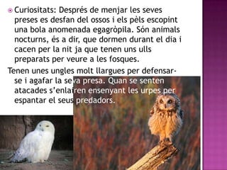  Curiositats: Després de menjar les seves
  preses es desfan del ossos i els pèls escopint
  una bola anomenada egagròpila. Són animals
  nocturns, és a dir, que dormen durant el dia i
  cacen per la nit ja que tenen uns ulls
  preparats per veure a les fosques.
Tenen unes ungles molt llargues per defensar-
  se i agafar la seva presa. Quan se senten
  atacades s’enlairen ensenyant les urpes per
  espantar el seus predadors.
 