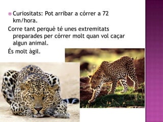  Curiositats:   Pot arribar a córrer a 72
  km/hora.
Corre tant perquè té unes extremitats
  preparades per córrer molt quan vol caçar
  algun animal.
És molt àgil.
 
