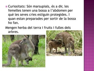  Curiositats:
             Són marsupials, és a dir, les
 femelles tenen una bossa a l’abdomen per
 què les seves cries estiguin protegides. I
 quan estan preparades per sortir de la bossa
 ho fan.
Mengen herba del terra i fruits i fulles dels
 arbres.
 