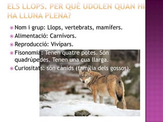 Nom  i grup: Llops, vertebrats, mamífers.
 Alimentació: Carnívors.
 Reproducció: Vivípars.
 Fisonomia: Tenen quatre potes. Són
  quadrúpedes. Tenen una cua llarga.
 Curiositats: són cànids (família dels gossos).
 