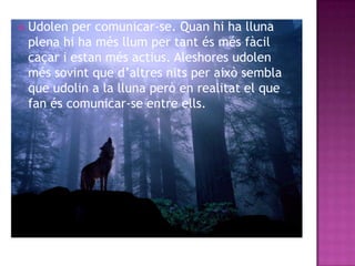  Udolen per comunicar-se. Quan hi ha lluna
 plena hi ha més llum per tant és més fàcil
 caçar i estan més actius. Aleshores udolen
 més sovint que d’altres nits per això sembla
 que udolin a la lluna però en realitat el que
 fan és comunicar-se entre ells.
 