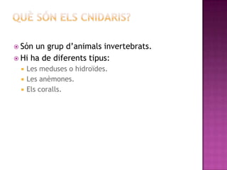  Són un grup d’animals invertebrats.
 Hi ha de diferents tipus:
    Les meduses o hidroïdes.
    Les anèmones.
    Els coralls.
 