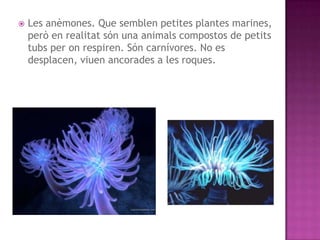    Les anèmones. Que semblen petites plantes marines,
    però en realitat són una animals compostos de petits
    tubs per on respiren. Són carnívores. No es
    desplacen, viuen ancorades a les roques.
 