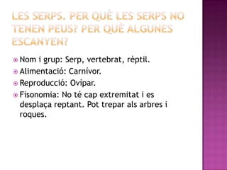  Nom  i grup: Serp, vertebrat, rèptil.
 Alimentació: Carnívor.
 Reproducció: Ovípar.
 Fisonomia: No té cap extremitat i es
  desplaça reptant. Pot trepar als arbres i
  roques.
 